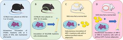 Obesity and myeloma: Clinical and mechanistic contributions to disease progression